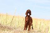 SETTER IRLANDAIS 038